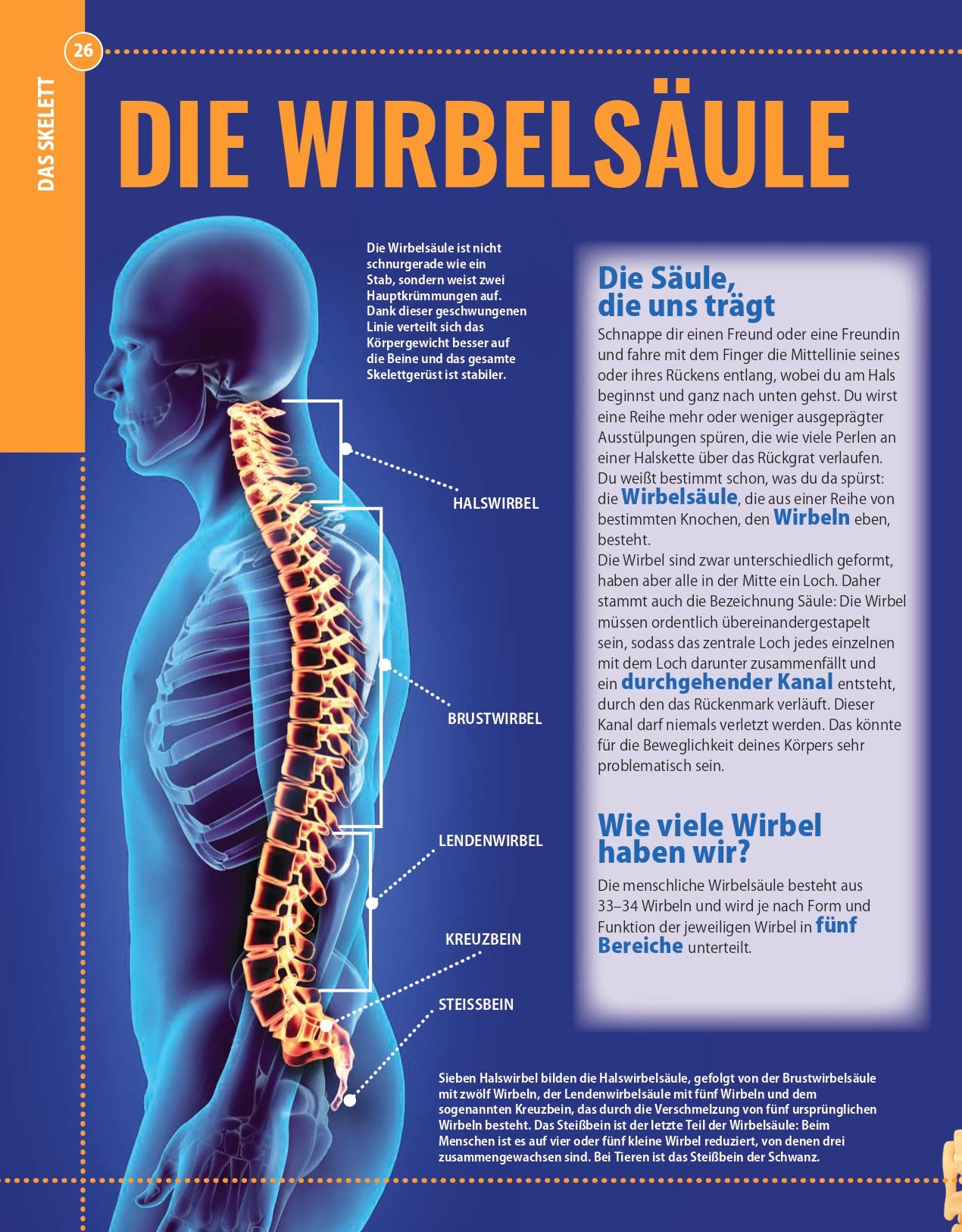 Anatomie des Adlers