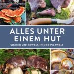 Alles unter einem Hut: Sicher unterwegs in der Pilzwelt